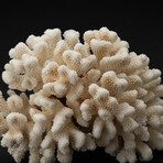 Genuine Cat's Paw Coral // 4.9lb