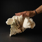 Genuine Cat's Paw Coral // 1.6lb