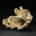 Genuine Green Fire Coral // 14.6lb