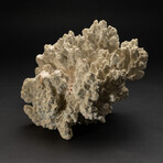 Genuine Green Fire Coral // 12.4lb