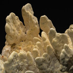 Genuine Green Fire Coral // 14.6lb