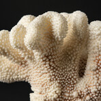 Genuine Cat's Paw Coral // 1.6lb