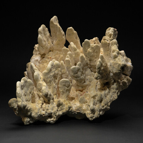 Genuine Green Fire Coral // 14.6lb