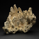 Genuine Green Fire Coral // 14.6lb