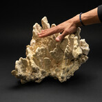 Genuine Green Fire Coral // 14.6lb