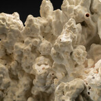 Genuine Green Fire Coral // 12.4lb