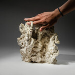 Genuine Green Fire Coral // 6.2lb