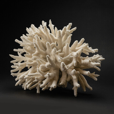 Genuine Finger Coral // 13.8lb