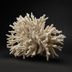 Genuine Finger Coral // 13.8lb