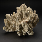 Genuine Green Fire Coral // 12.4lb