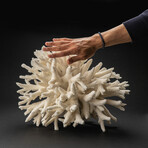 Genuine Finger Coral // 13.8lb