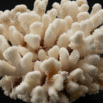 Genuine Cat's Paw Coral // 5.0lb