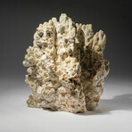 Genuine Green Fire Coral // 6.2lb