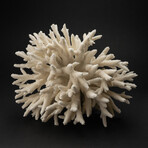 Genuine Finger Coral // 13.8lb