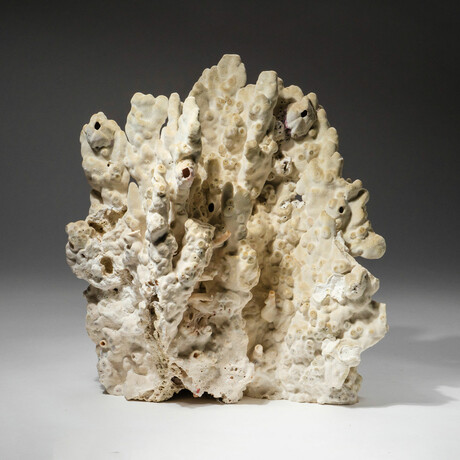 Genuine Green Fire Coral // 6.2lb