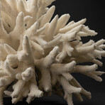 Genuine Finger Coral // 13.8lb