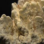 Genuine Green Fire Coral // 14.6lb