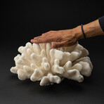 Genuine Cat's Paw Coral // 11.4lb