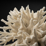 Genuine Finger Coral // 13.8lb