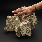 Genuine Green Fire Coral // 12.4lb