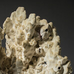 Genuine Green Fire Coral // 6.2lb