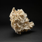 Genuine Lettuce Coral // 4.8lb