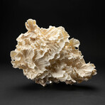 Genuine Lettuce Coral // 4.8lb