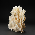 Genuine Lettuce Coral // 1.3lb