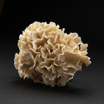 Genuine Lettuce Coral // 3.2lb