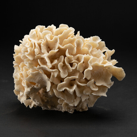 Genuine Lettuce Coral // 3.2lb