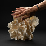 Genuine Lettuce Coral // 1.3lb