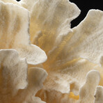 Genuine Lettuce Coral // 1.3lb