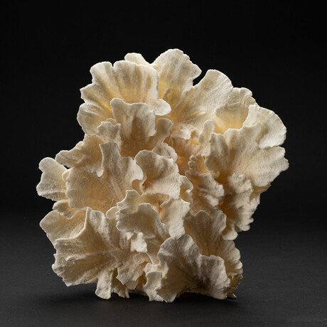 Genuine Lettuce Coral // 1.3lb