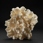 Genuine Lettuce Coral // 1.3lb