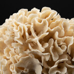Genuine Lettuce Coral // 3.2lb