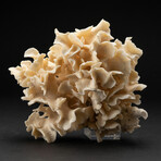 Genuine Lettuce Coral // 2.0lb