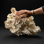 Genuine Lettuce Coral // 4.8lb