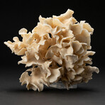Genuine Lettuce Coral // 2.0lb