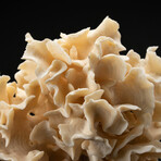 Genuine Lettuce Coral // 2.0lb