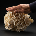 Genuine Lettuce Coral // 3.2lb