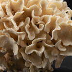 Genuine Lettuce Coral // 3.2lb
