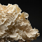 Genuine Lettuce Coral // 4.8lb