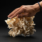 Genuine Lettuce Coral // 2.0lb