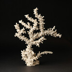 Genuine White Branch Coral // 2.4lb