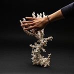 Genuine White Branch Coral // 2.6lb