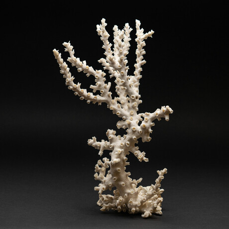 Genuine White Branch Coral // 2.6lb - Astro Gallery - Touch of Modern