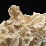 Genuine Lettuce Coral // 4.8lb