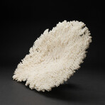 Genuine Table Coral // 8.1lb