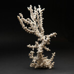 Genuine White Branch Coral // 2.6lb