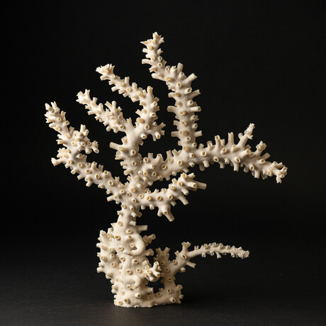 Genuine White Branch Coral // 2.4lb